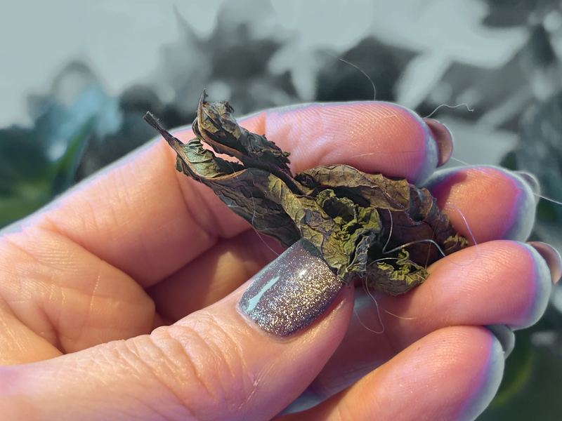 A hand holding a crumpled bunch of dried mint leaves