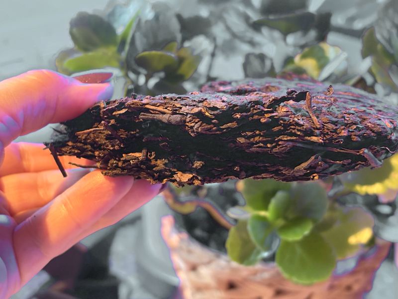 Side view of a pressed pu-erh tea cake held in one hand