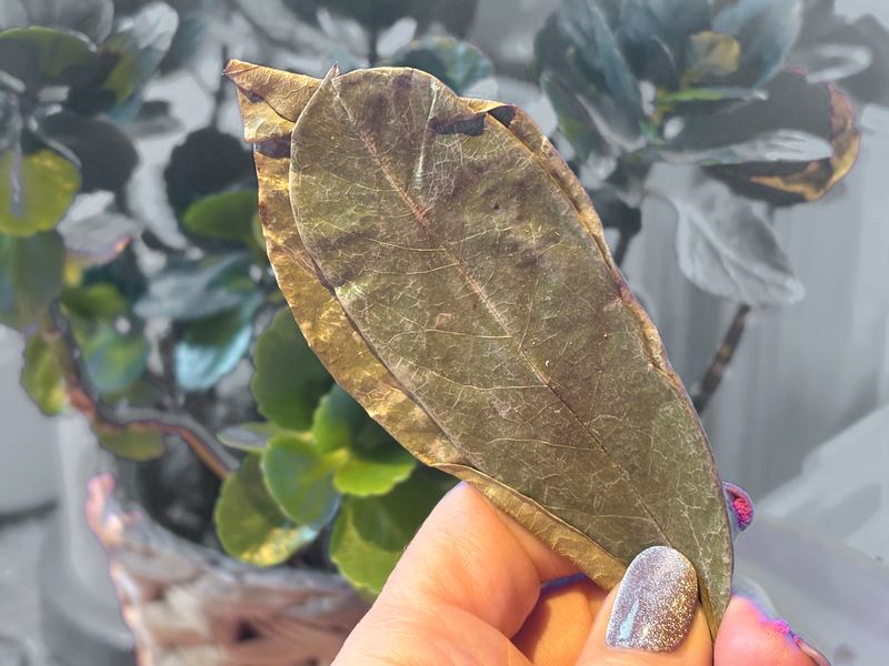 A hand holding a large dried soursop leaf in front of green houseplants